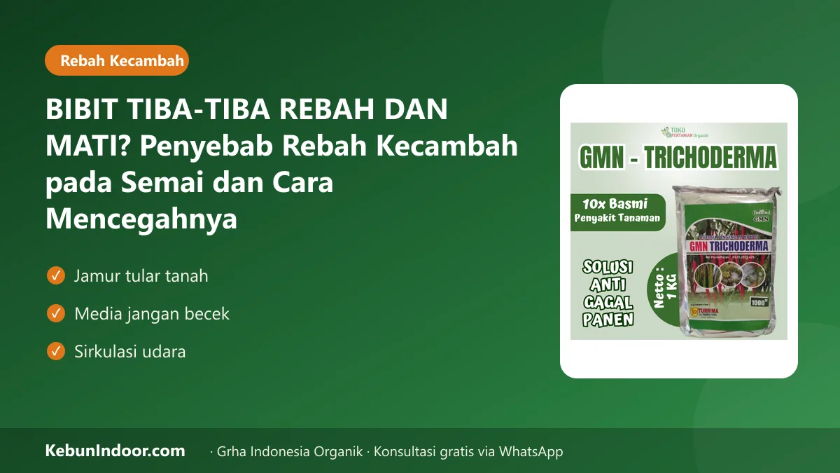 Rebah kecambah pada semai