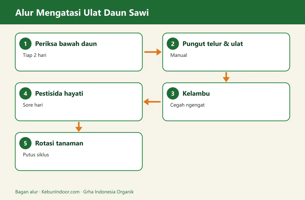 Bagan alur ulat daun sawi