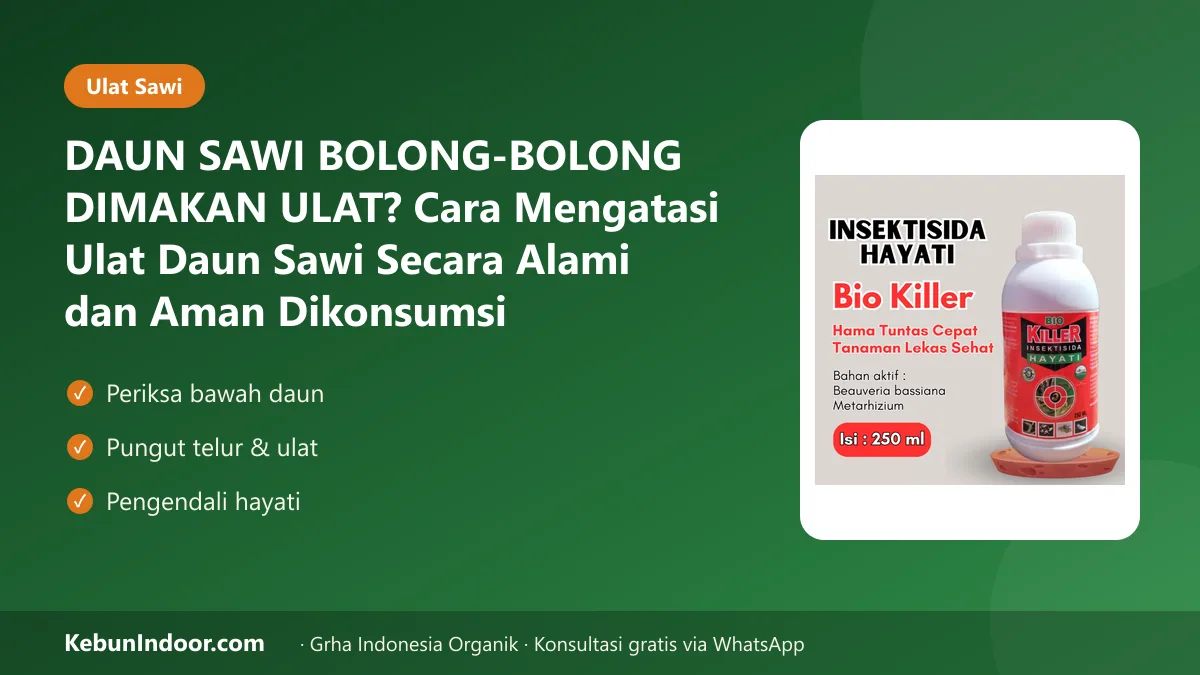 DAUN SAWI BOLONG-BOLONG DIMAKAN ULAT? Cara Mengatasi Ulat Daun Sawi Secara Alami dan Aman Dikonsumsi